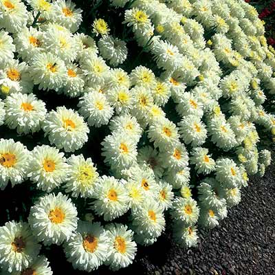 Leucanthemum 'Macaroon'