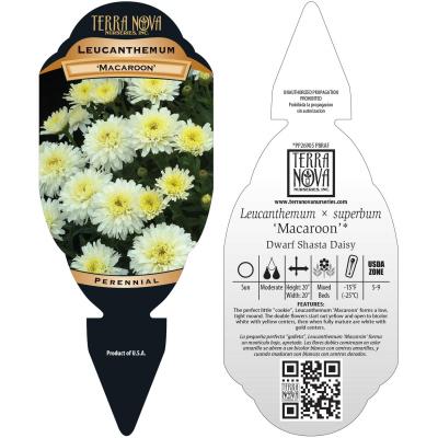 Leucanthemum 'Macaroon' - Tag