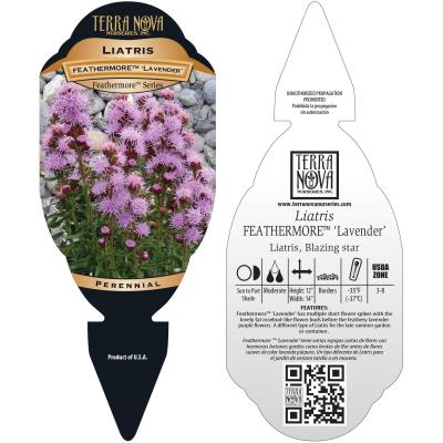 Liatris FEATHERMORE™ 'Lavender' - Tag