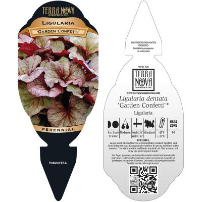 Ligularia 'Garden Confetti' - Tag