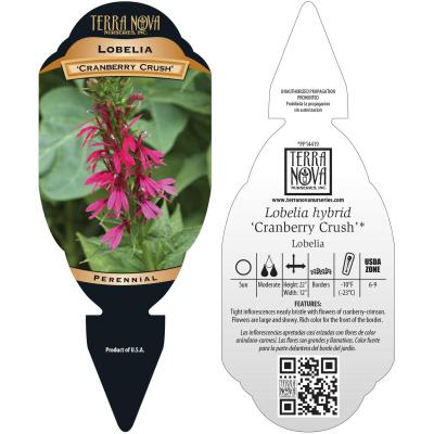 Lobelia 'Cranberry Crush' - Tag