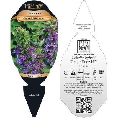 Lobelia 'Grape Knee-Hi' - Tag