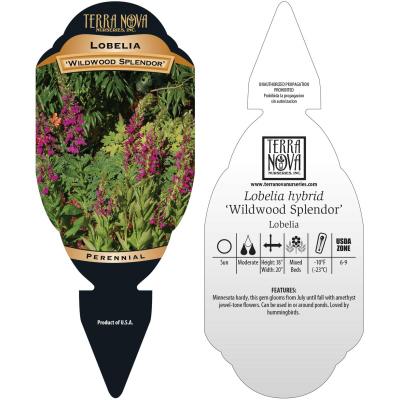 Lobelia 'Wildwood Splendor' - Tag