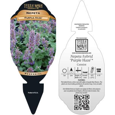 Nepeta 'Purple Haze' - Tag