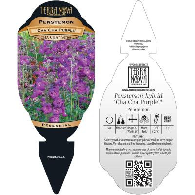 Penstemon CHA CHA™ 'Purple' - Tag