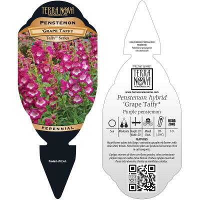 Penstemon 'Grape Taffy' - Tag