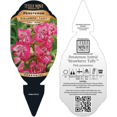 Penstemon 'Strawberry Taffy' - Tag