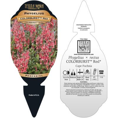 Phygelius COLORBURST™ 'Red' - Tag