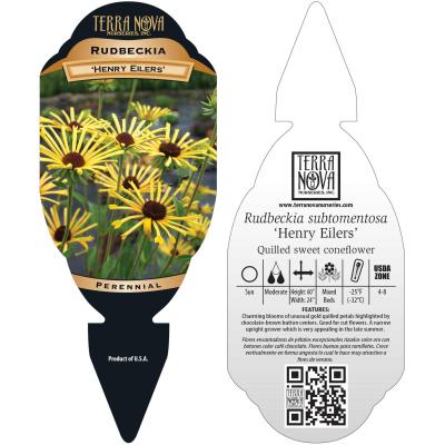 Rudbeckia 'Henry Eilers' - Tag