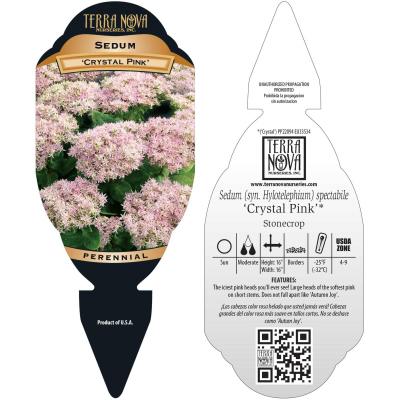 Sedum 'Crystal Pink' - Tag