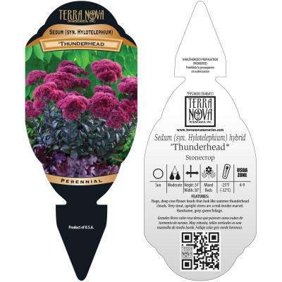 Sedum 'Thunderhead' - Tag