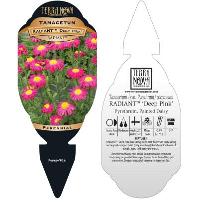 Tanacetum RADIANT™ 'Deep Pink' - Tag