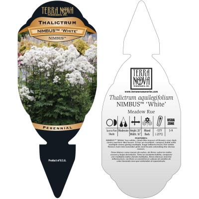 Thalictrum NIMBUS™ 'White' - Tag