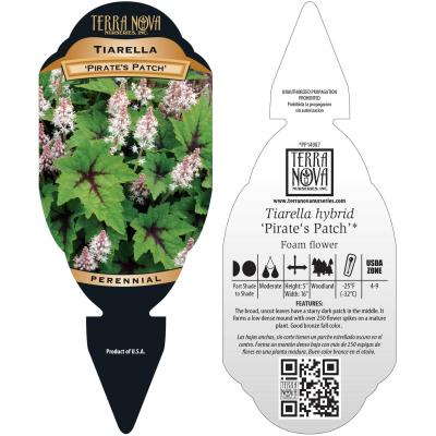 Tiarella 'Pirate's Patch' - Tag