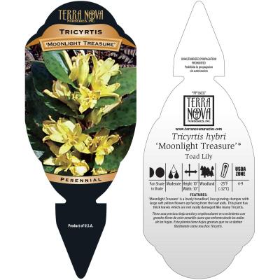 Tricyrtis 'Moonlight Treasure' - Tag