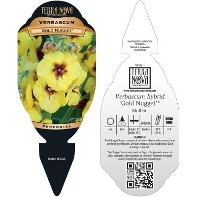 Verbascum 'Gold Nugget' - Tag