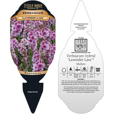 Verbascum 'Lavender Lass' - Tag