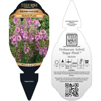 Verbascum 'Sugar Plum' - Tag