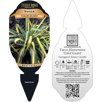 Yucca 'Color Guard' - Tag