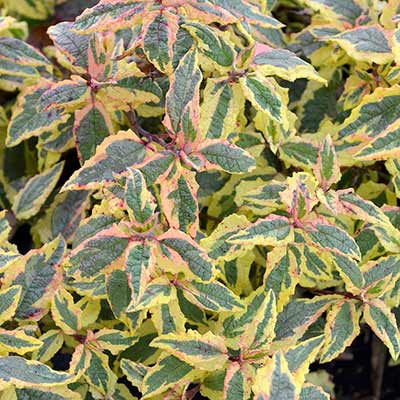 Cistus 'Celtic Cream'