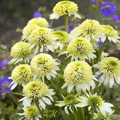 Echinacea 'Meringue'