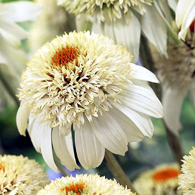 Echinacea 'Milkshake'