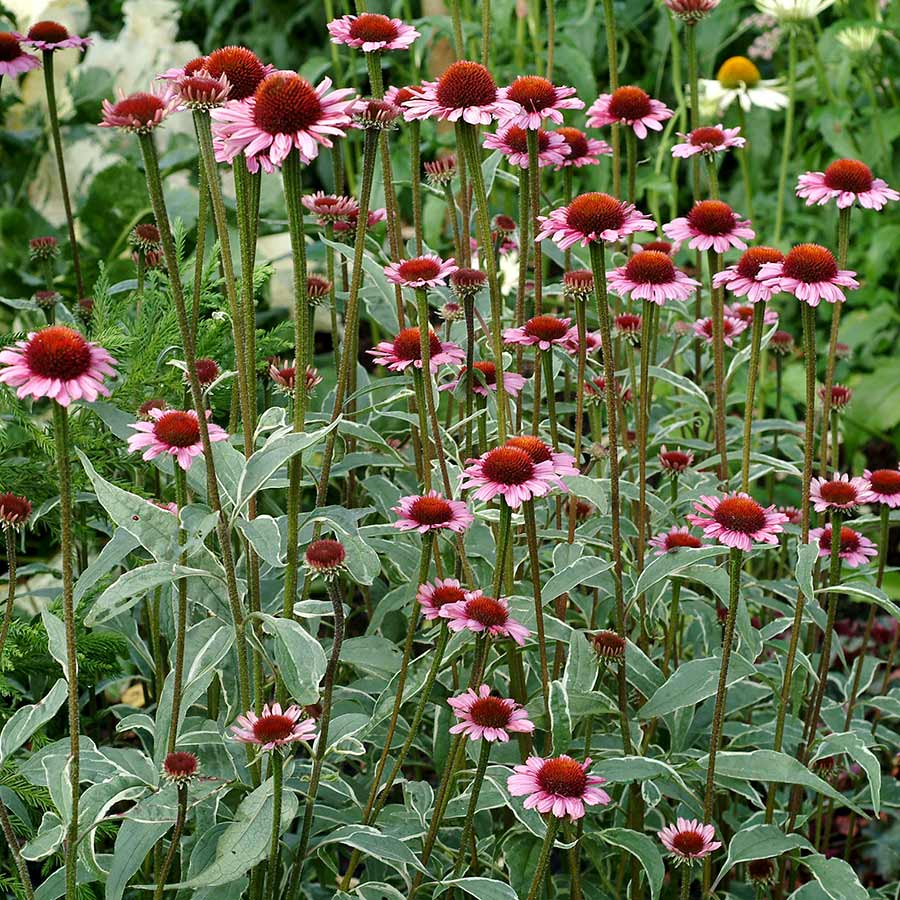 Echinacea 'Prairie Frost'