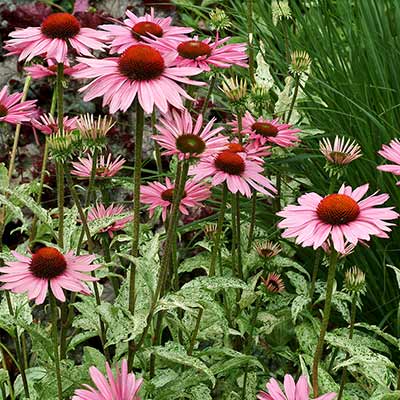 Echinacea 'Sparkler'