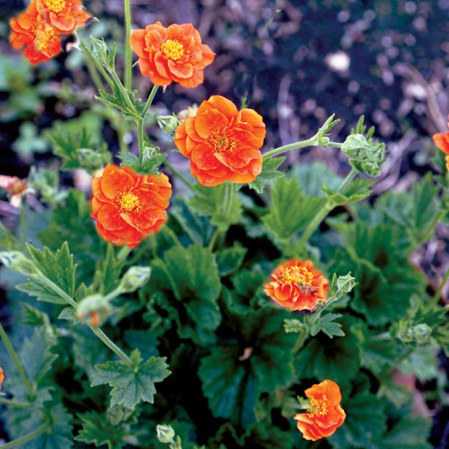 Geum 'Werner Arends'