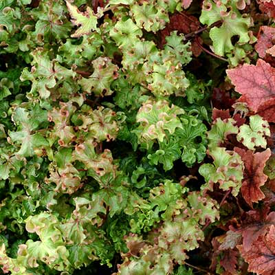 Hedera 'Fluffy Ruffles'