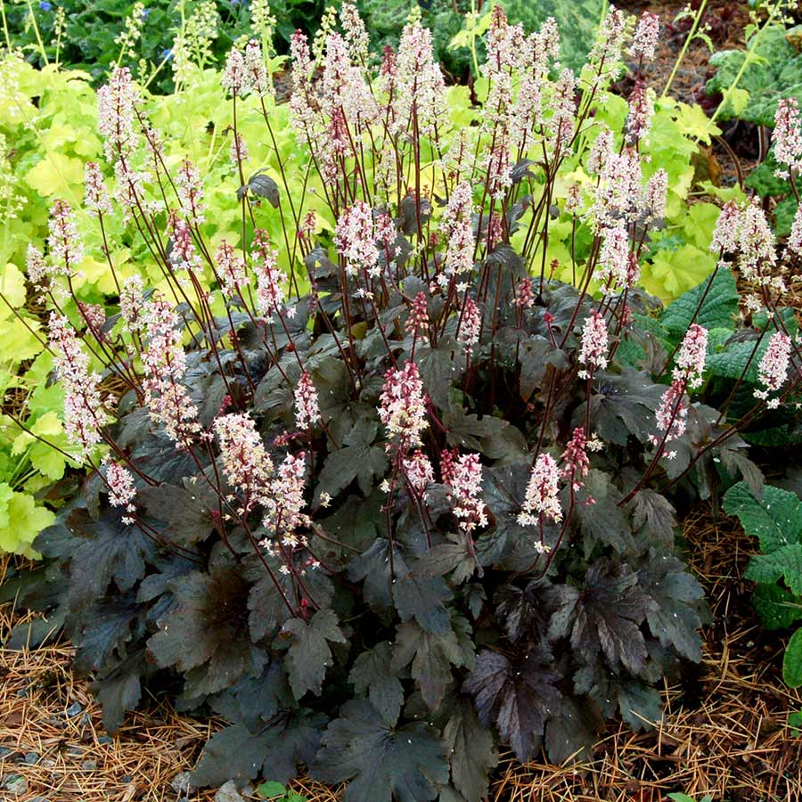 Heucherella 'Chocolate Lace'