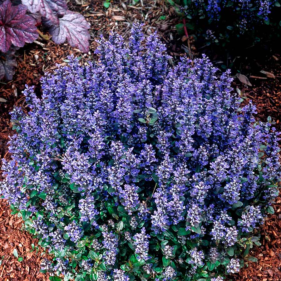 Ajuga 'Chocolate Chip'