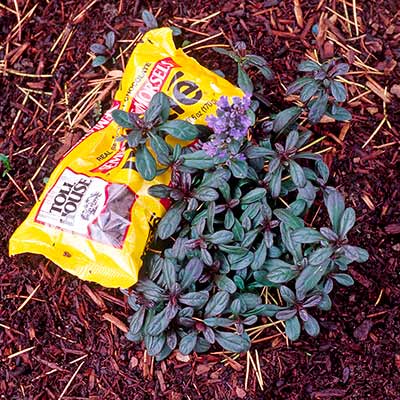 Ajuga 'Chocolate Chip'