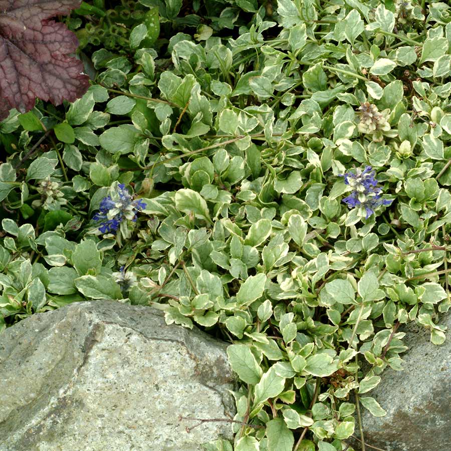 Ajuga 'Vanilla Chip'