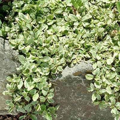 Ajuga 'Vanilla Chip'