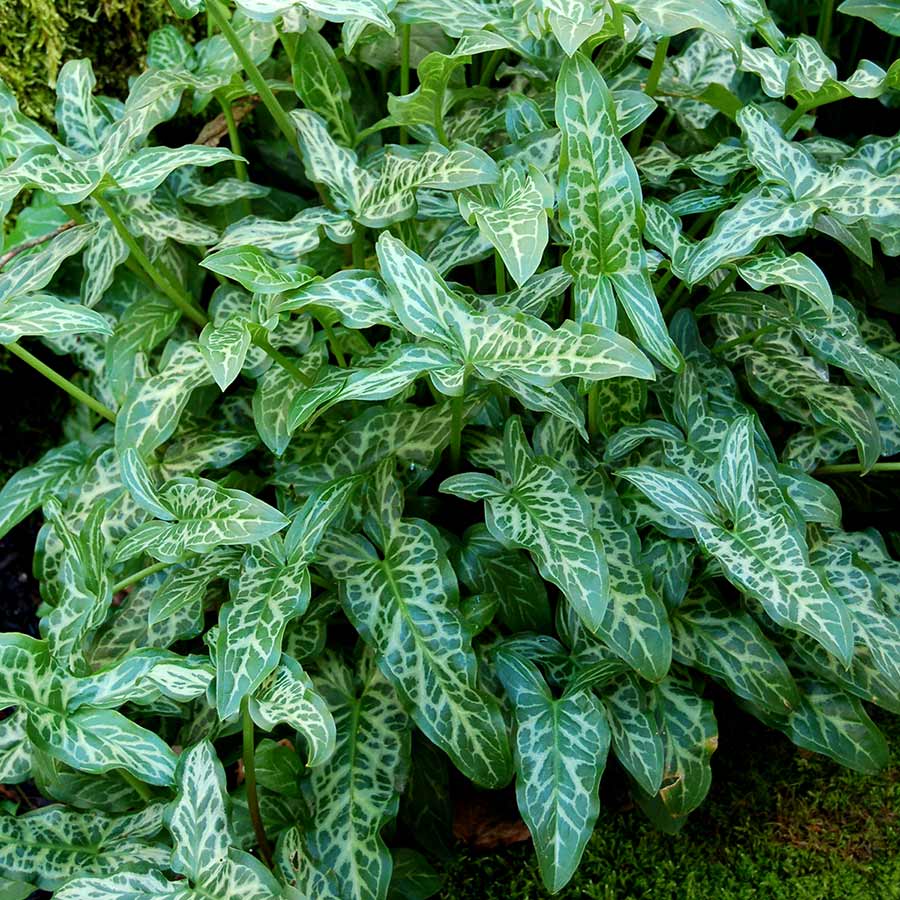 Arum 'White Winter'