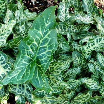 Arum 'White Winter'