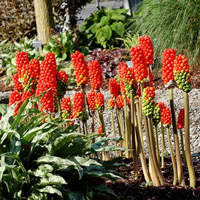 Arum 'White Winter'