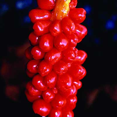 Arum 'White Winter'