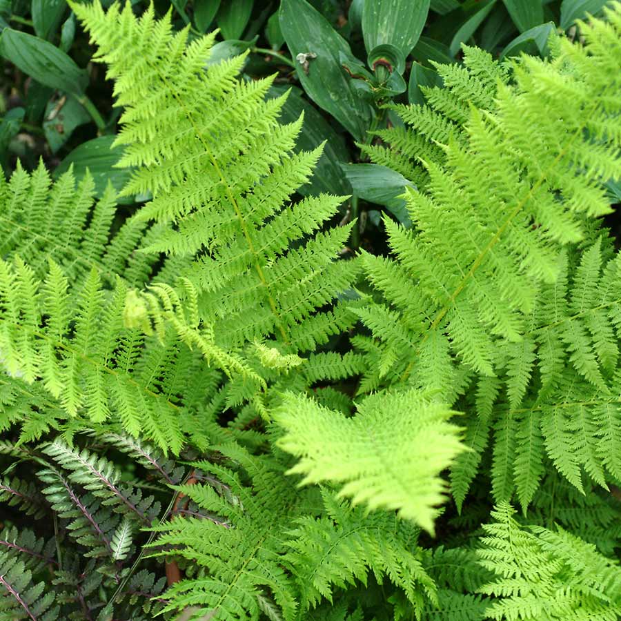 Athyrium 'Plumosum Axminster'