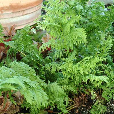 Athyrium 'Plumosum Axminster'