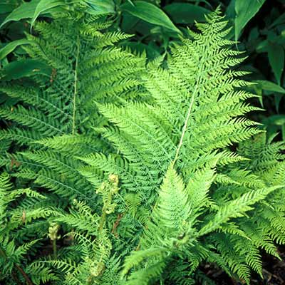 Athyrium 'Plumosum Axminster'