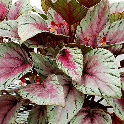 Begonia HOLIDAY™ 'Pastelle'