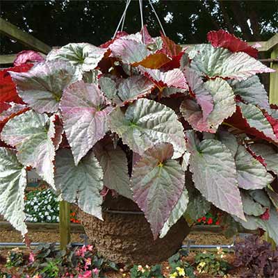 Begonia SILVER™ 'Treasure'