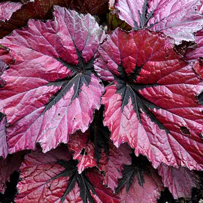 Begonia T REX® 'Ruby Slippers'