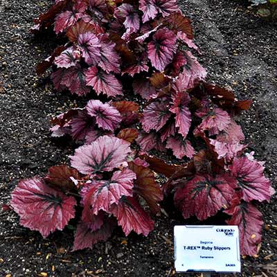 Begonia T REX® 'Ruby Slippers'