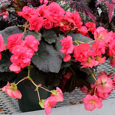 Begonia WILLAMETTE™ 'Rose'