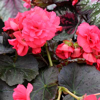 Begonia WILLAMETTE™ 'Rose'