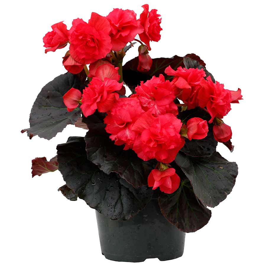 Begonia WILLAMETTE™ 'Rose'