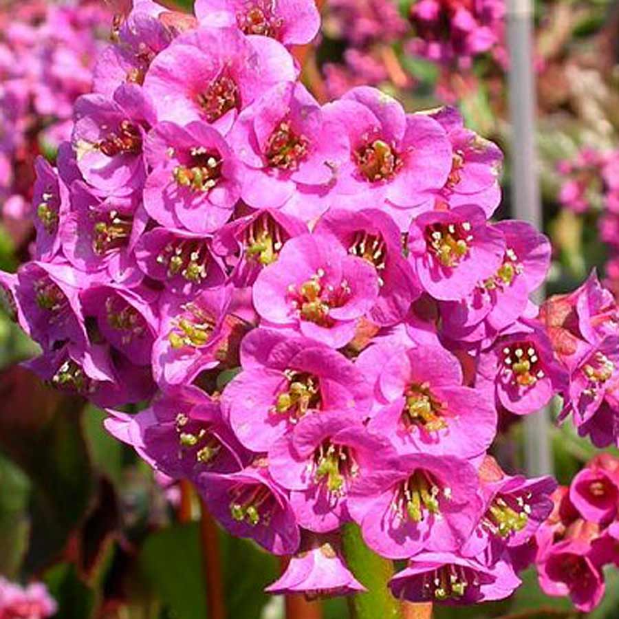 Bergenia 'Rotblum'